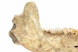 Fossil Cave Bear (Ursus spelaeus) Lower Jaw - Romania #240197-11